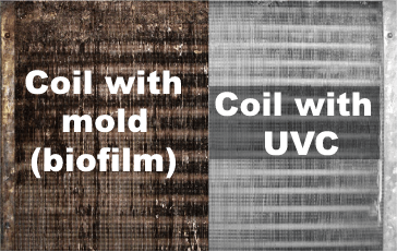 Biofilm on Coils