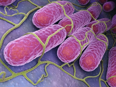 bacteria why uv